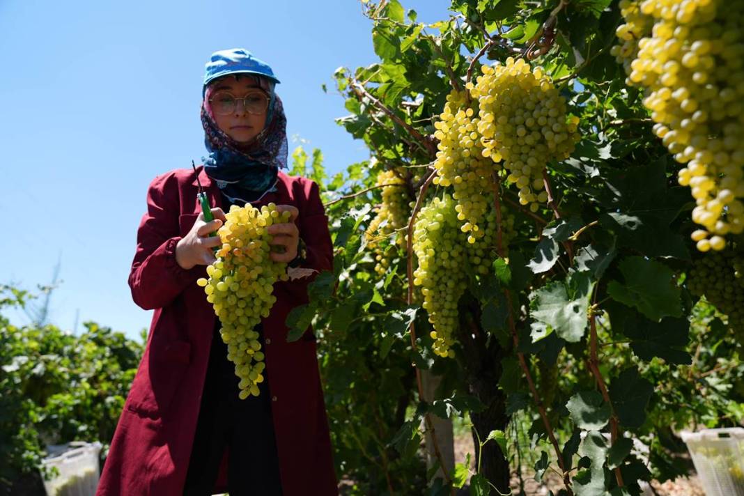 O kentte üzüm bereketi yaşanıyor: Hedef 250 bin ton! Avrupa ve Körfez ülkelerine gönderiliyor 5